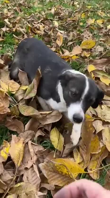 Mixed Breed dogs for adoption: Kaia, 1.5 yrs approx. Available for adoption. - Video 3