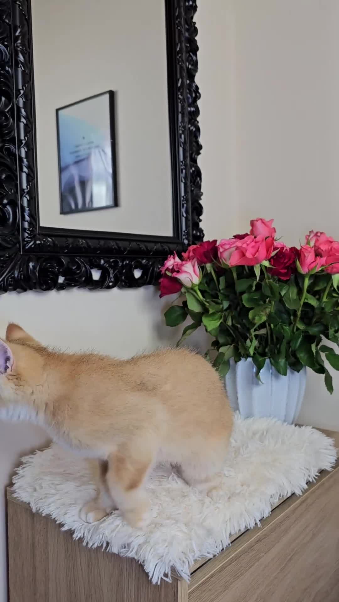 Scottish Fold cats for sale: READY NOW - TICA - SCOTTISH STRAIGHT BOY, NY12. - Video 1