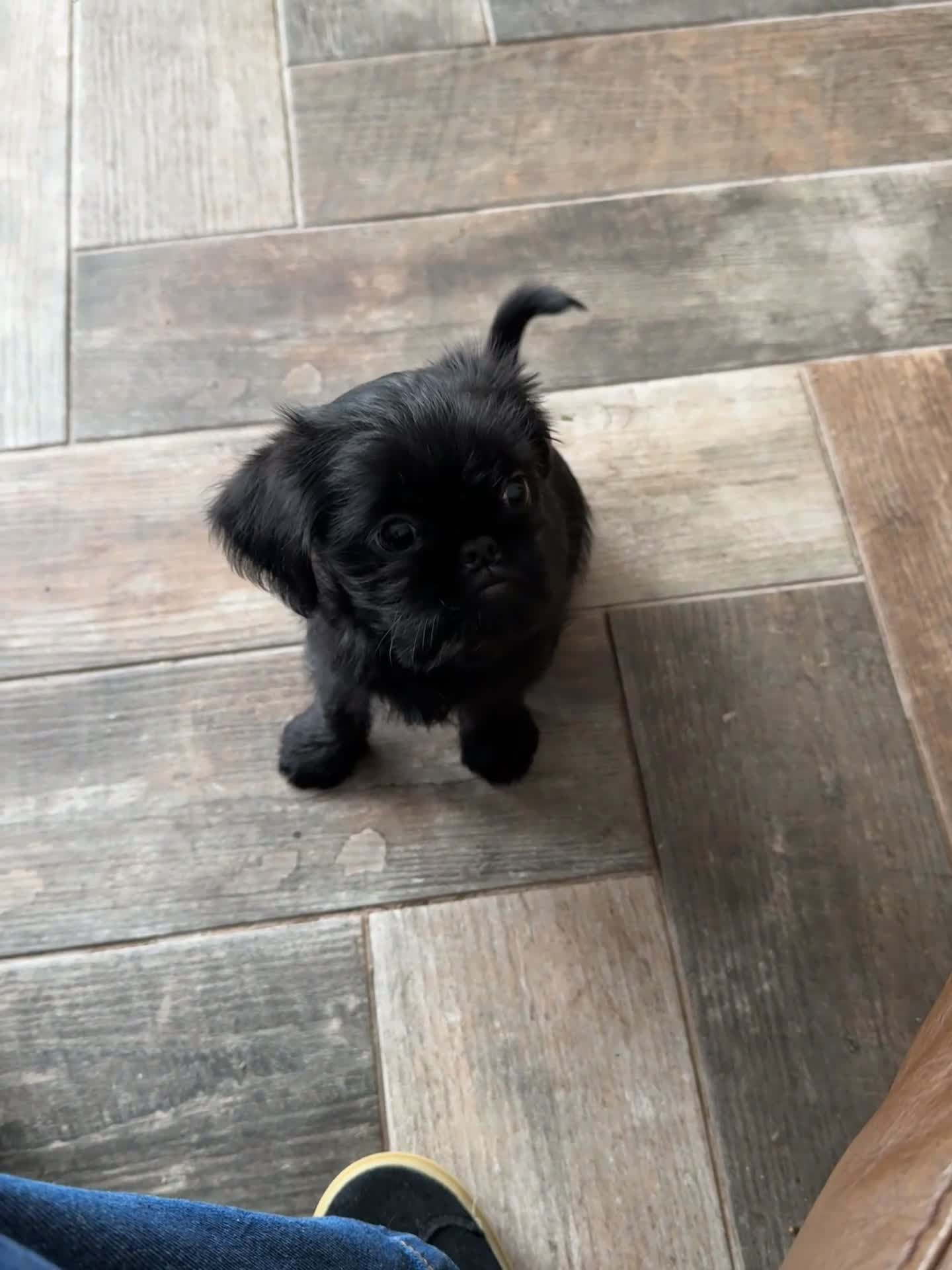 Griffon Bruxellois dogs for sale: 🐾 Griffon Bruxellois 🐾 READY TO LEAVE - Video 1
