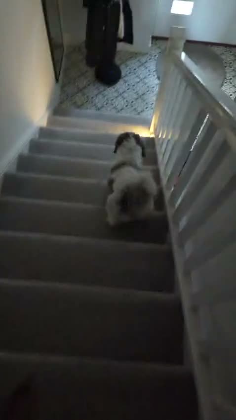 Shih Tzu dogs for sale: Beautiful Shih Tzu Boy Looking for a Forever Home - Video 1