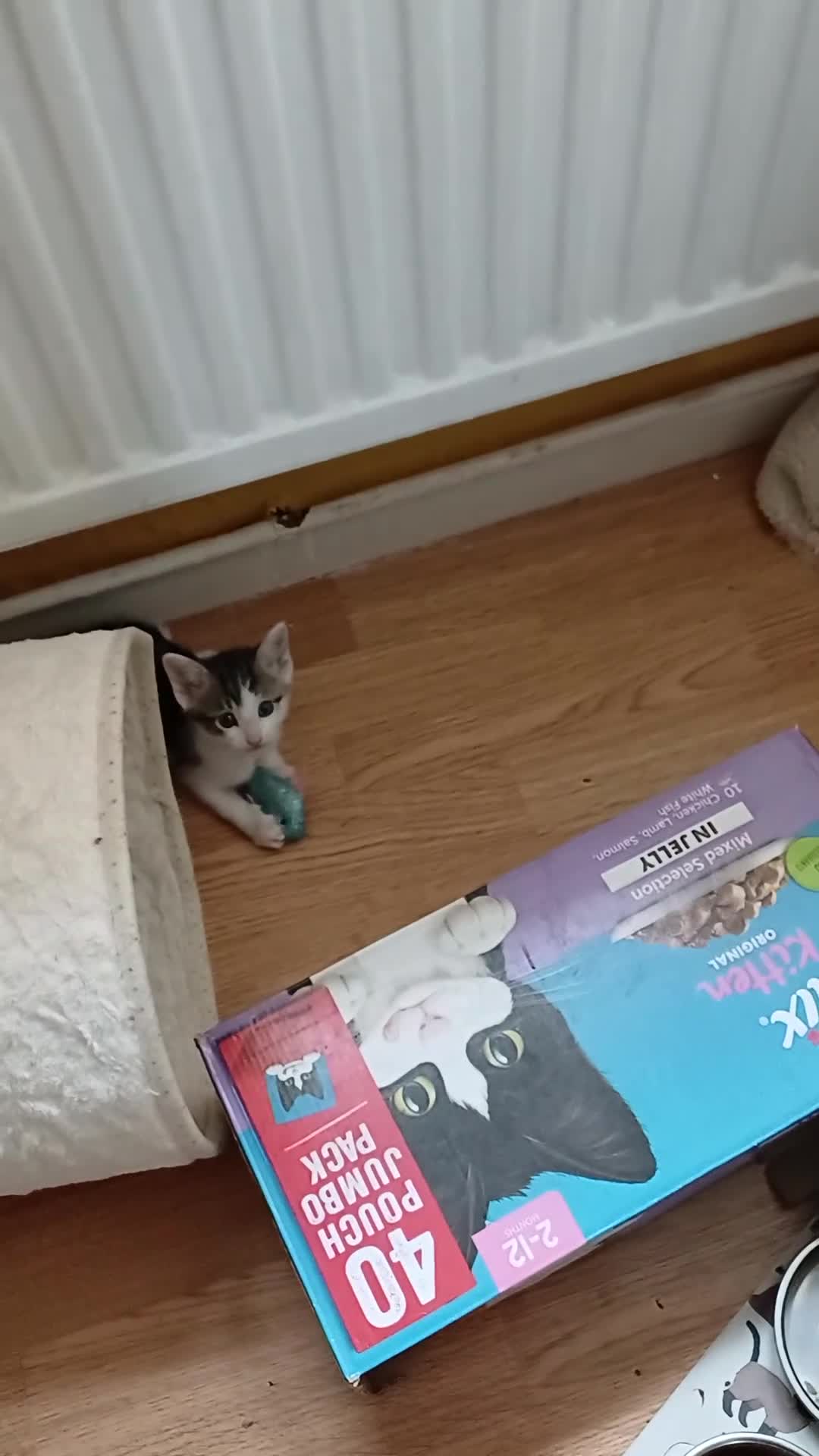 Mixed Breed cats for sale: Blue point siamese x domestic cat - Video 2