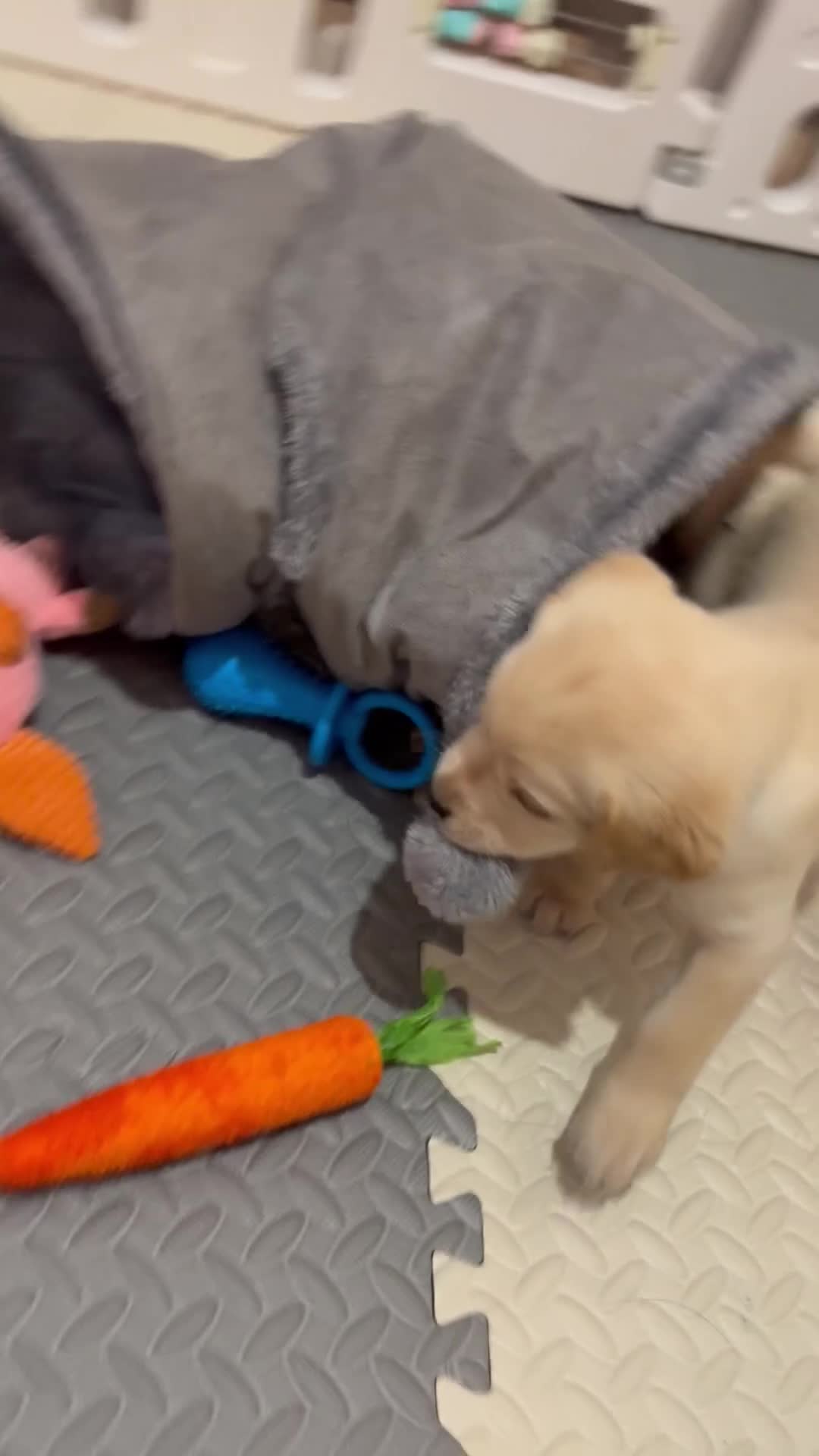 Labrador Retriever dogs for sale: Now have 5 Labrador Retriever Puppies for Sale 🐾 - Video 4