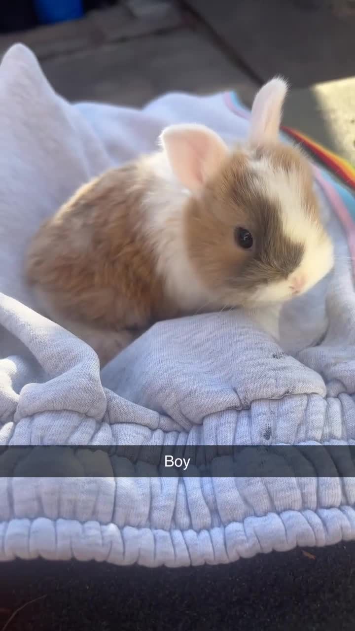Mixed Breed rabbits for sale: Adorable  baby rabbits available! - Video 2