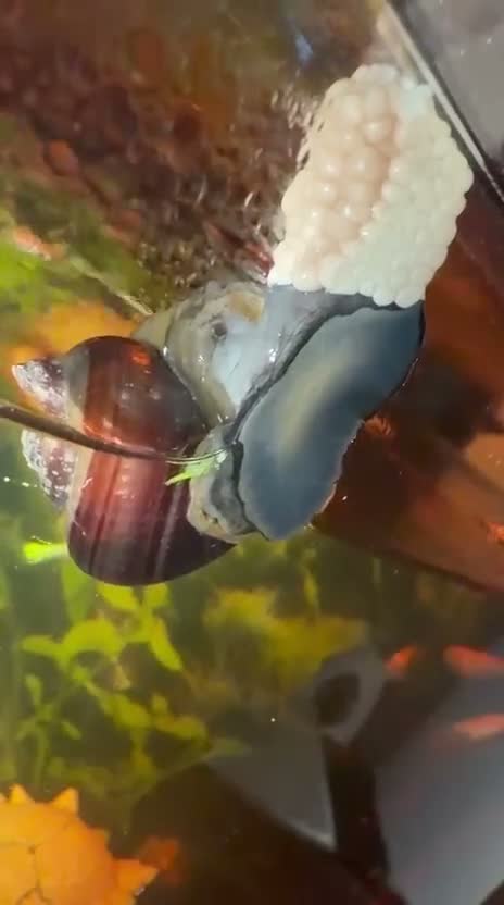 Snails fish for sale: Baby Apple Snails – Purple × Golden Parents in Heckmondwike - Video 1