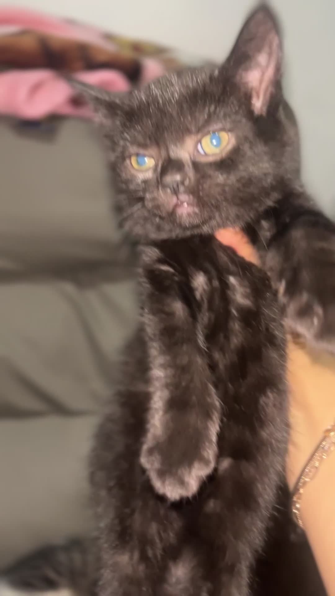 British Shorthair cats for sale: British shorthair kittens for sale - Video 1