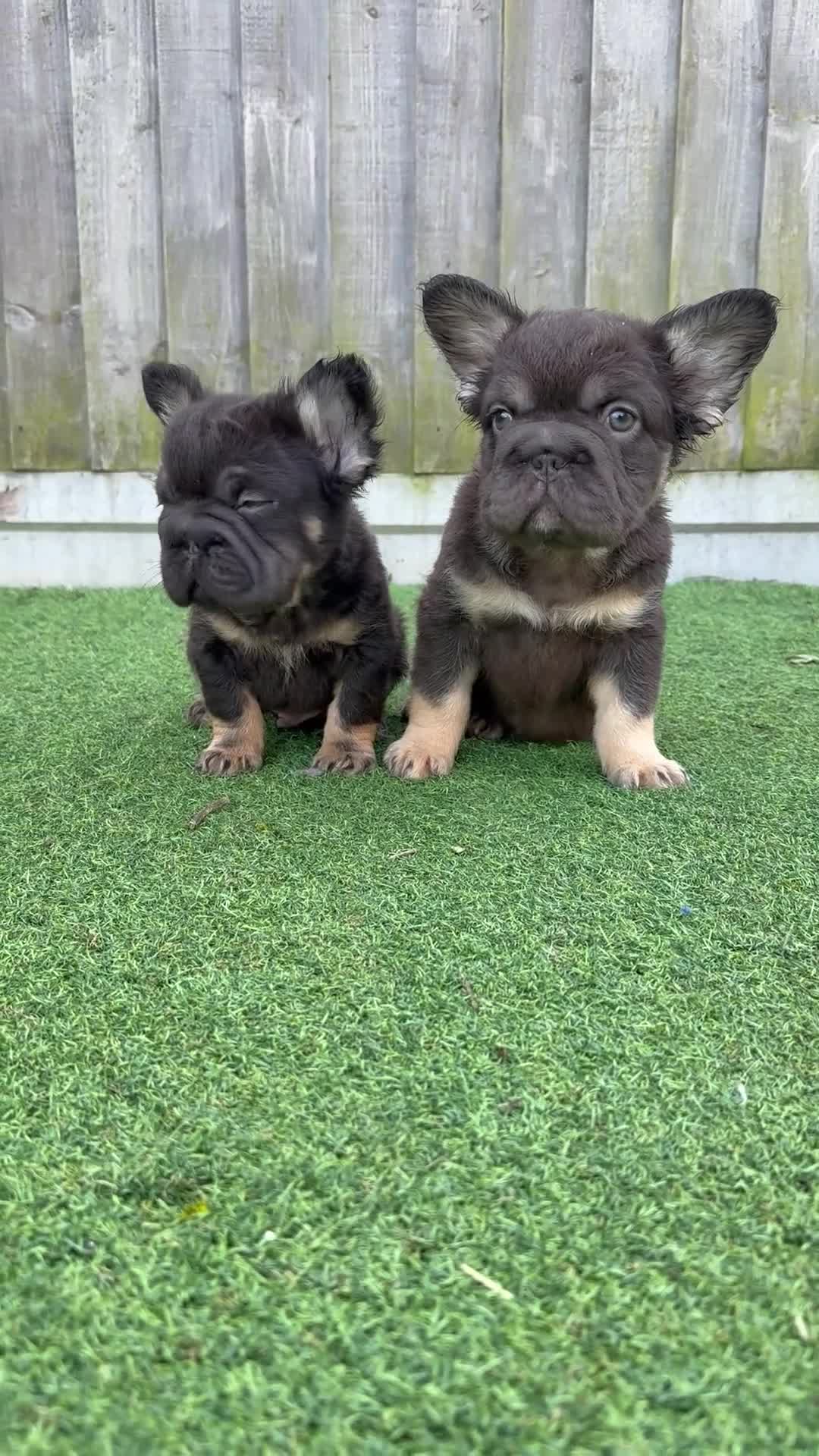 French Bulldog dogs for sale: Ready to leave - Full fluffy French bulldogs  - Video 1