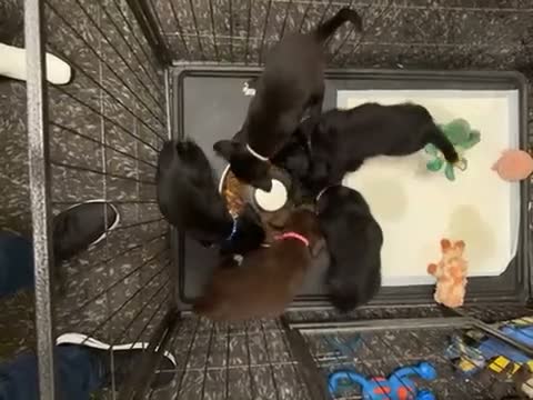 Mixed Breed dogs for sale: 4 mixed breed puppies for sale in Stoke-on-Trent - Video 1