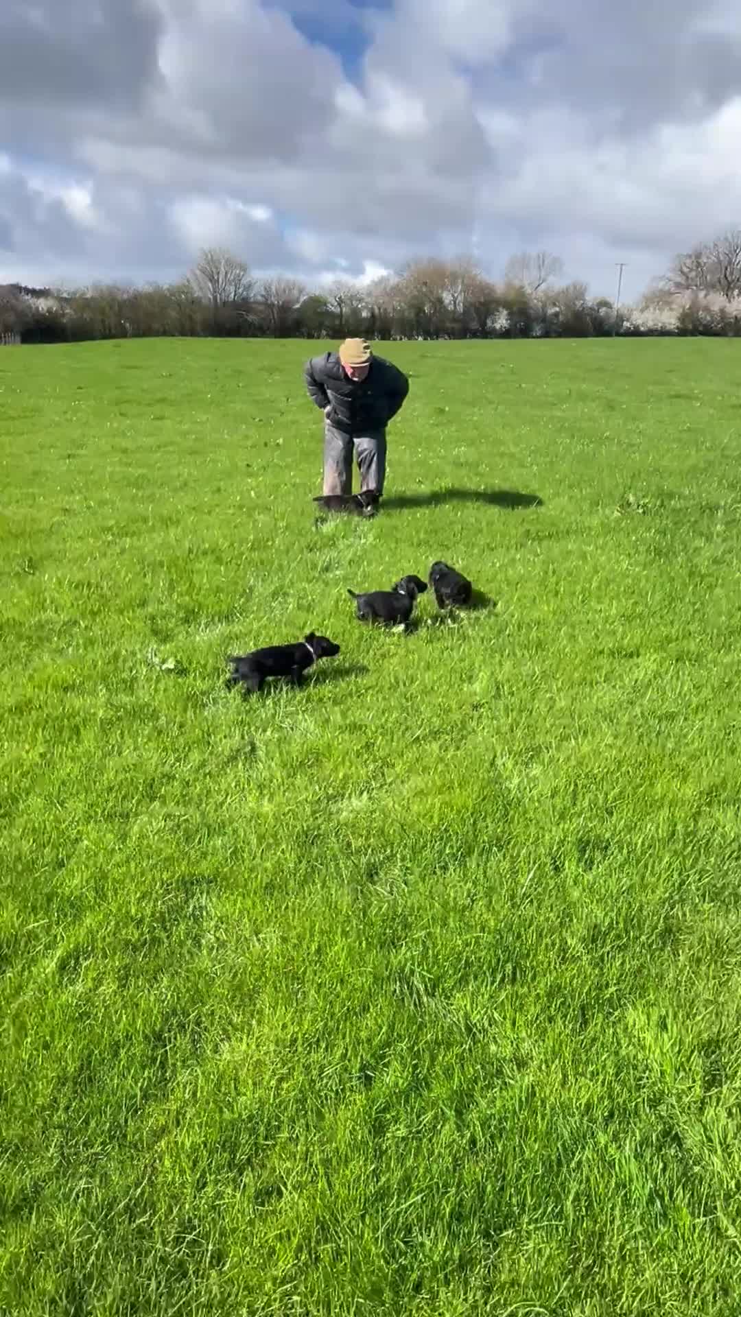 Cocker Spaniel dogs for sale:  Black KC Registered W C Spaniel puppies - Video 1