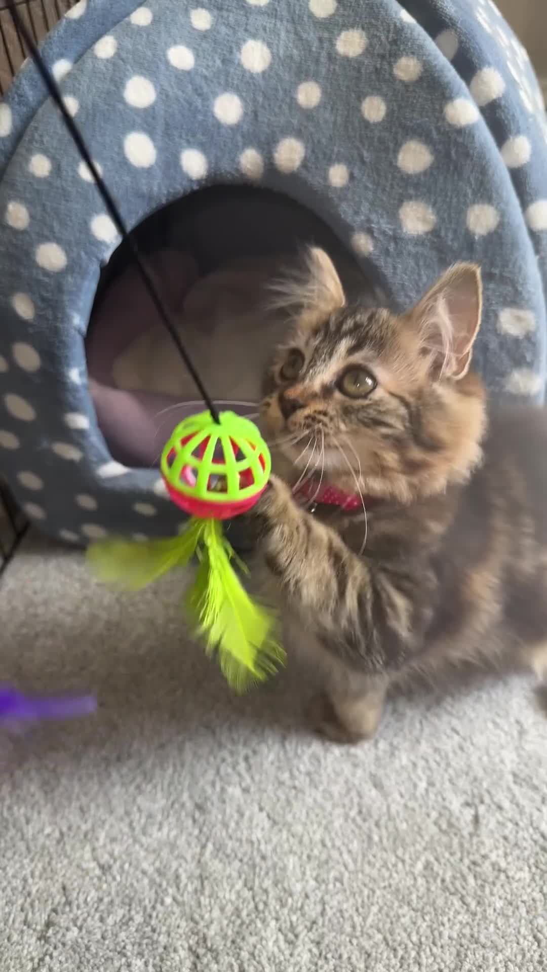 Mixed Breed cats for sale: Kittens  - Video 1