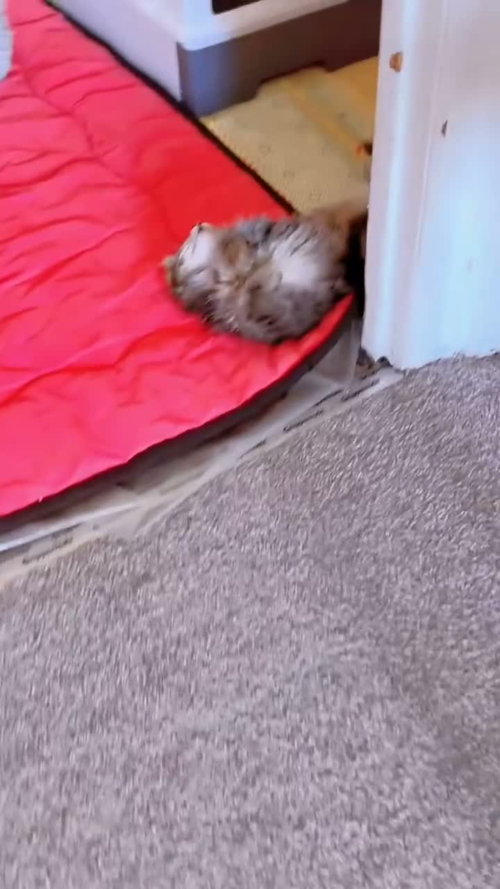 Mixed Breed cats for sale: Two Kittens Stay Together British American Mix  - Video 3