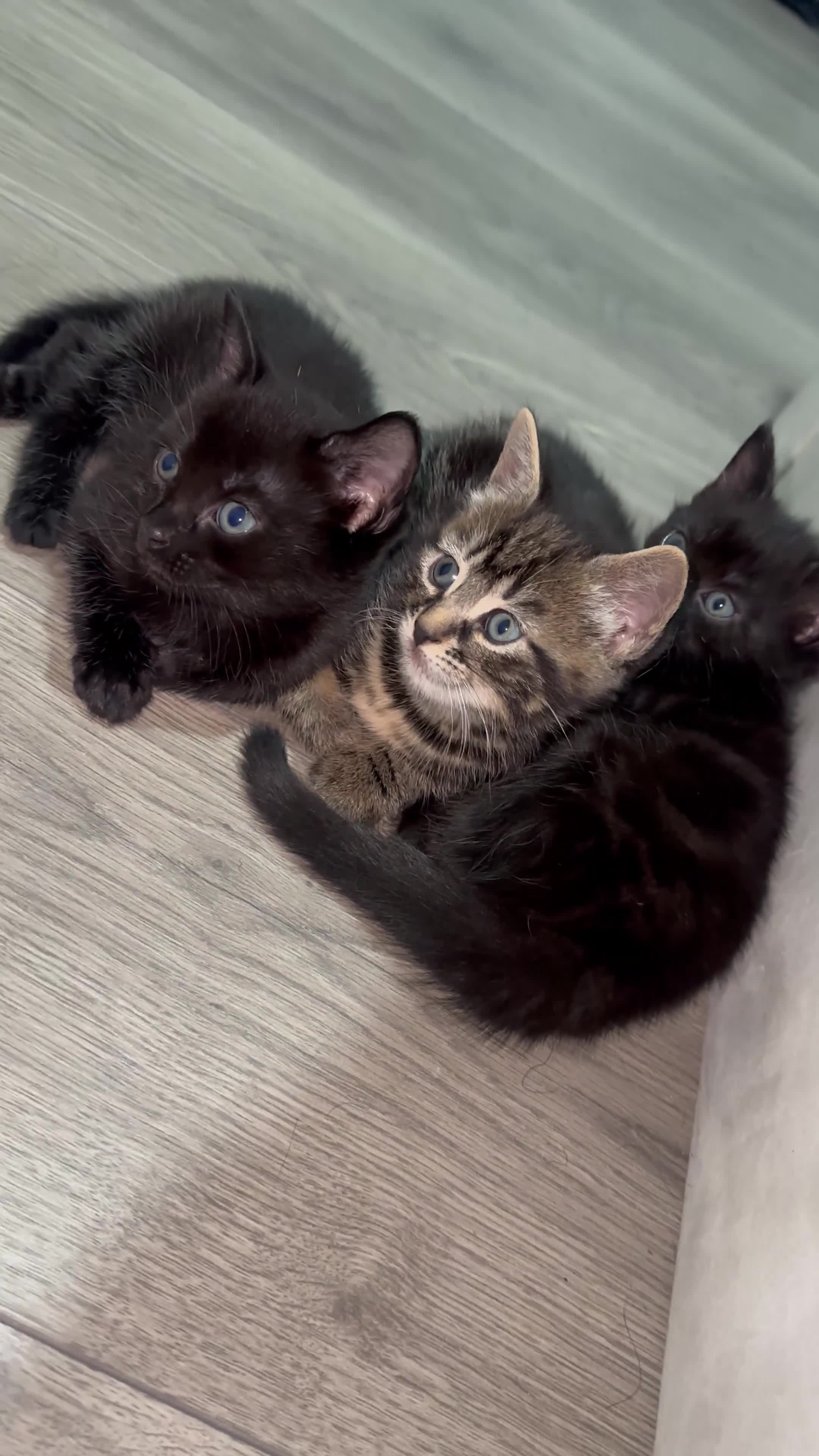 Bengal cats for sale: Mixed bengal cats for sale  - Video 1