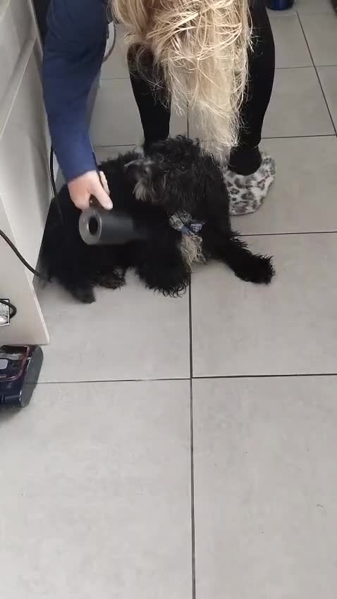 Cockapoo dogs for sale: Rocco in Saint Helens - Video 1