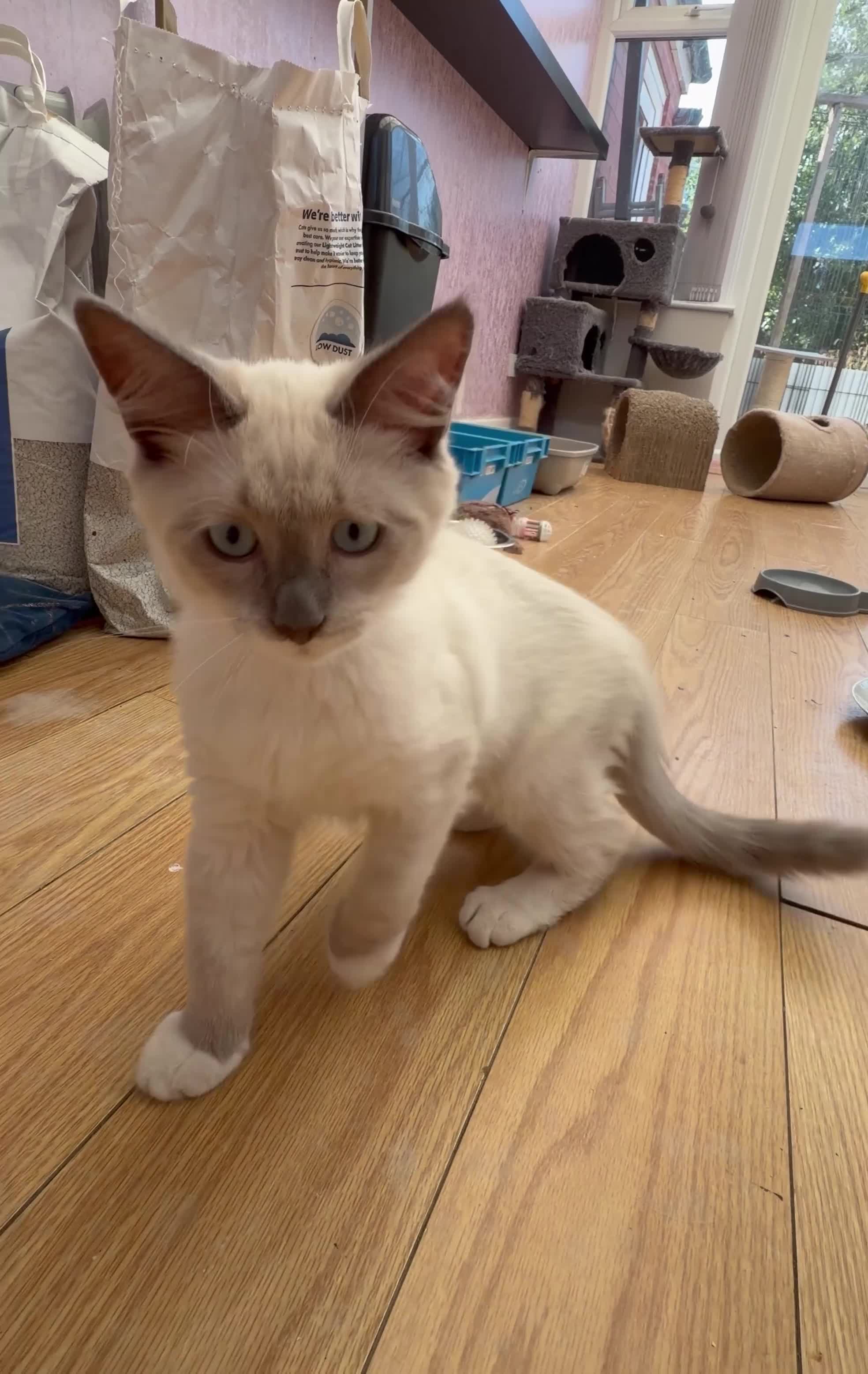 Siberian cats for sale: ONE BEAUTIFUL BOY LEFT. Purebred Siberian Neva  - Video 1