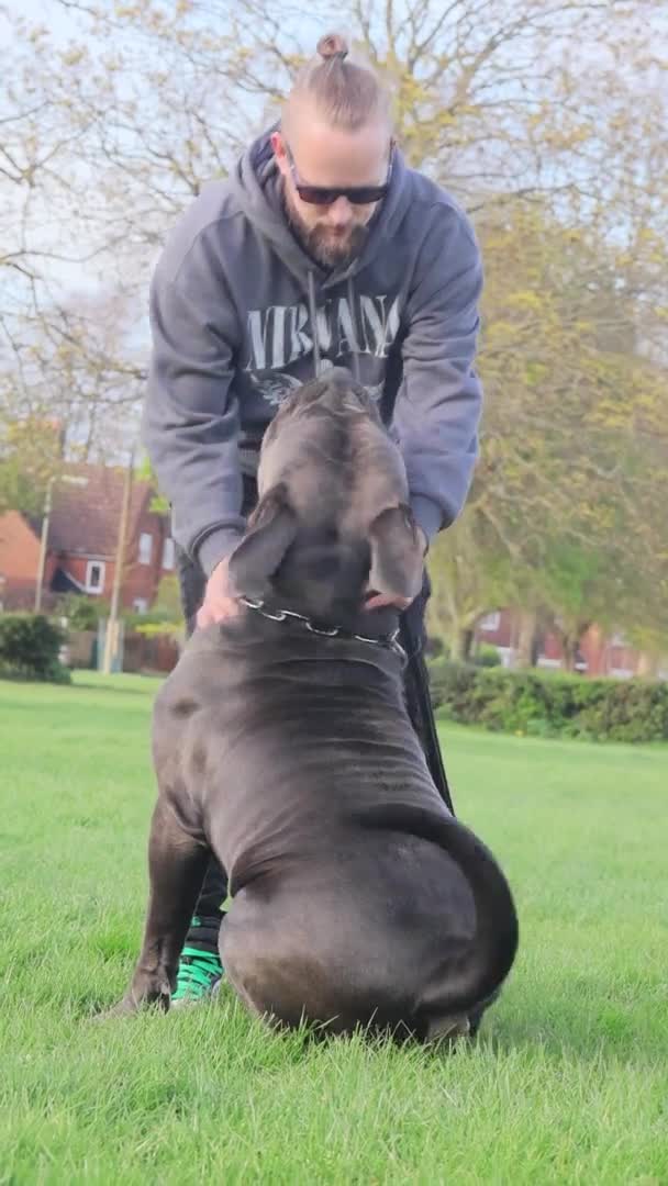 Boerboel dogs for stud: Imperial Health Tested & Champion Stud in Eastleigh - Video 3