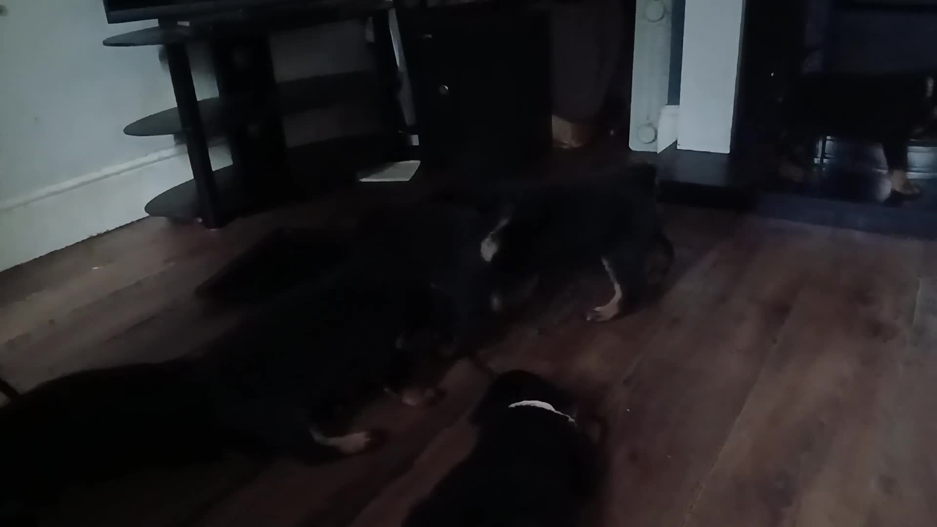 Mixed Breed dogs for sale: Shepweiler puppies  - Video 1