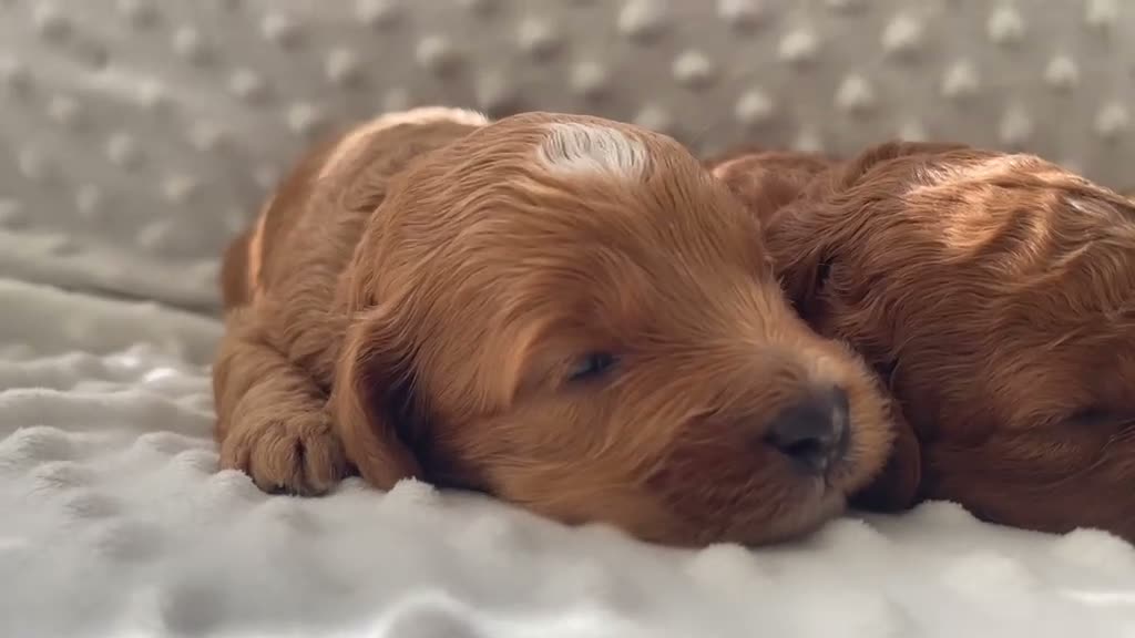 Cockapoo dogs for sale:  F1b American Cockapoos * Health Tested Parents * - Video 1
