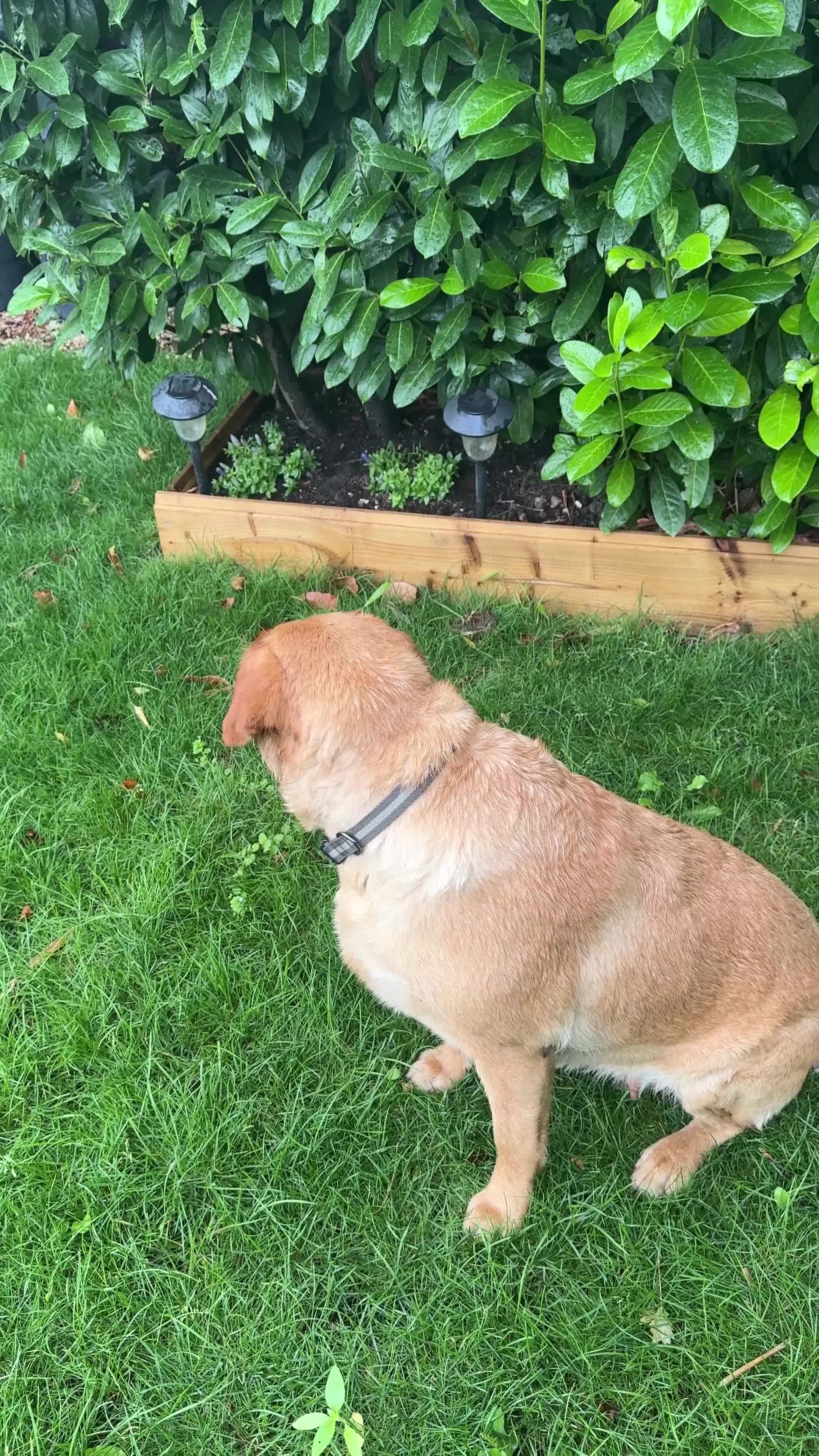 Labrador Retriever dogs for sale: Labrador KC Registered Health Tested Female - Video 1