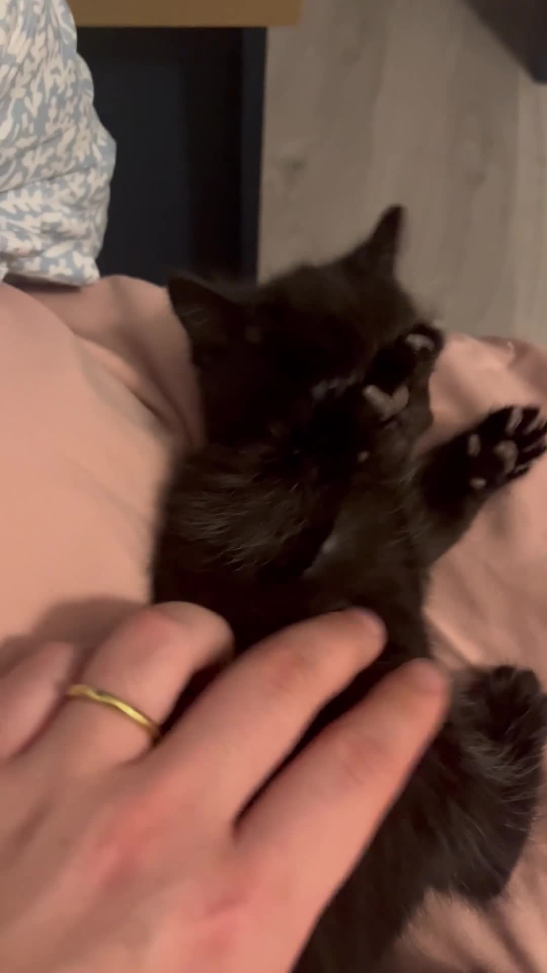 Mixed Breed cats for sale: Maples kittens in Colchester - Video 3
