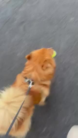 Mixed Breed dogs for adoption: 💙Dexter: 8,5 years  old Pomeranian cross💙 - Video 2