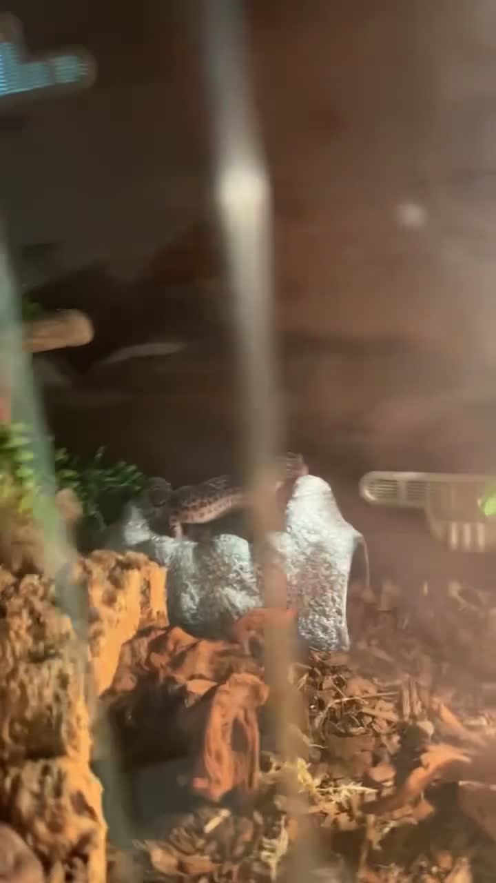 Gecko reptiles for sale: Female leopard gecko  - Video 1