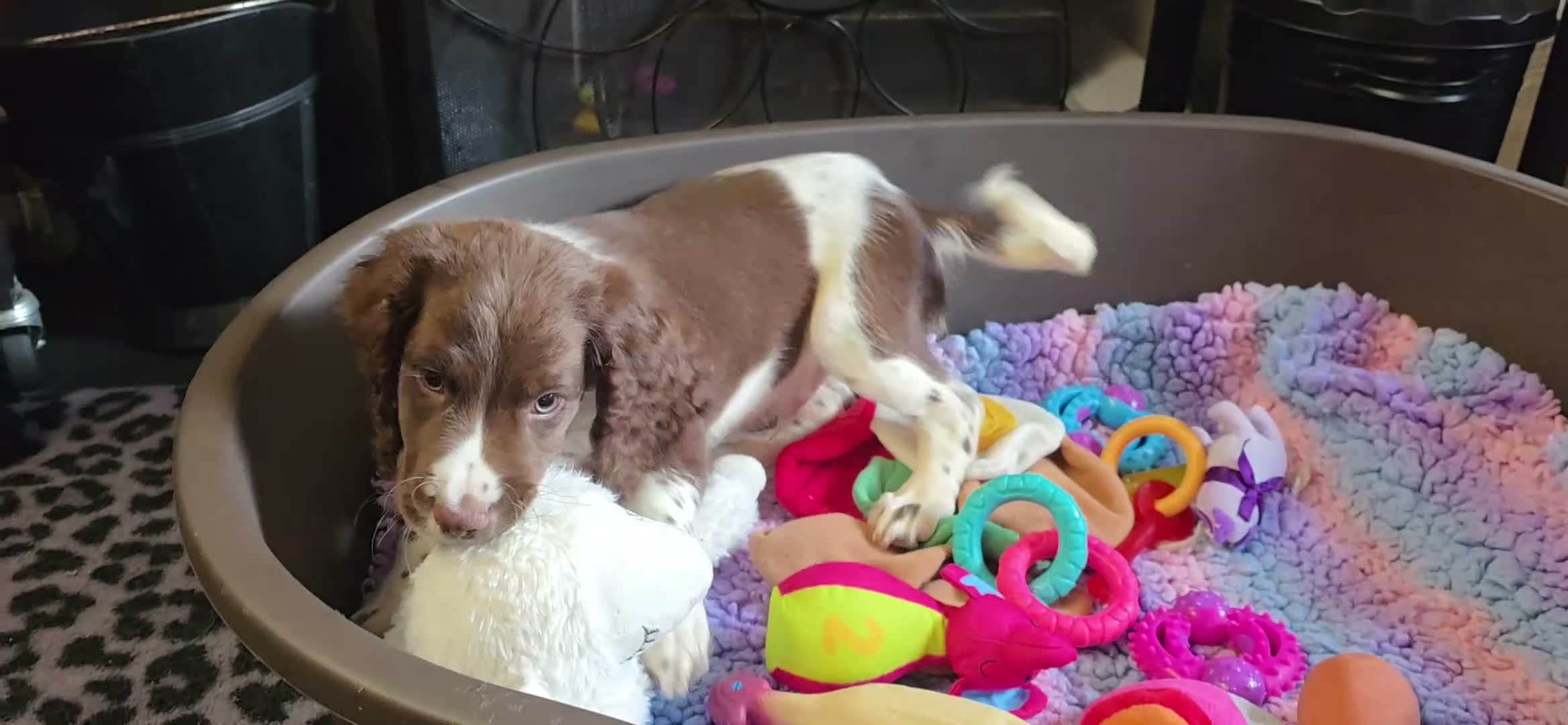 English Springer Spaniel dogs for sale: Outstanding Home Reared KC 5 ⭐️ Vetted Ready now  - Video 3