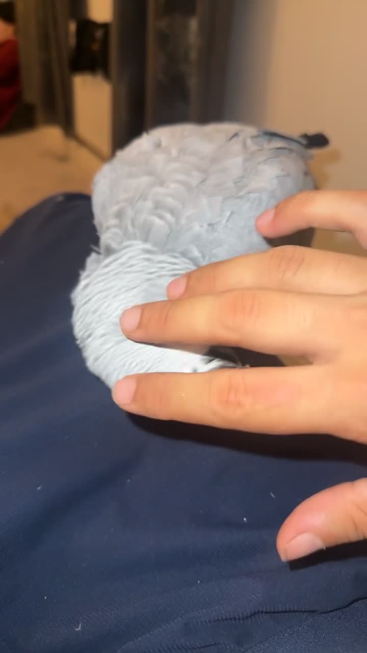 Parakeets birds for sale: African grey  - Video 2