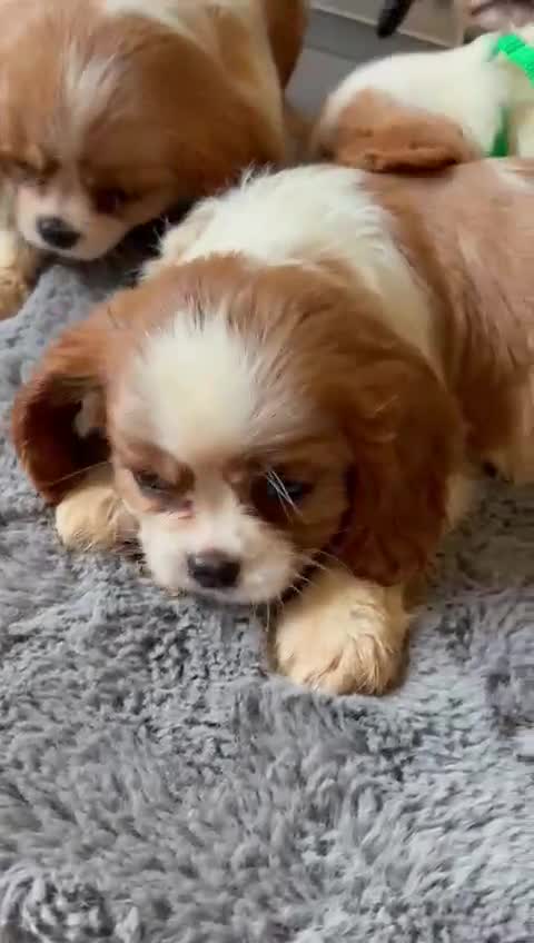 Cavalier King Charles Spaniel dogs for sale: King Charles cavalier puppies for sale  - Video 1