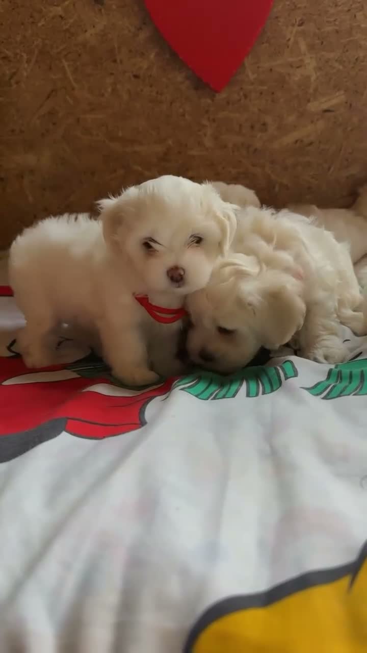 Bichon Frise dogs for sale: Beautiful Bichon Frise Puppies – 3 Boys & 3 Girls - Video 3