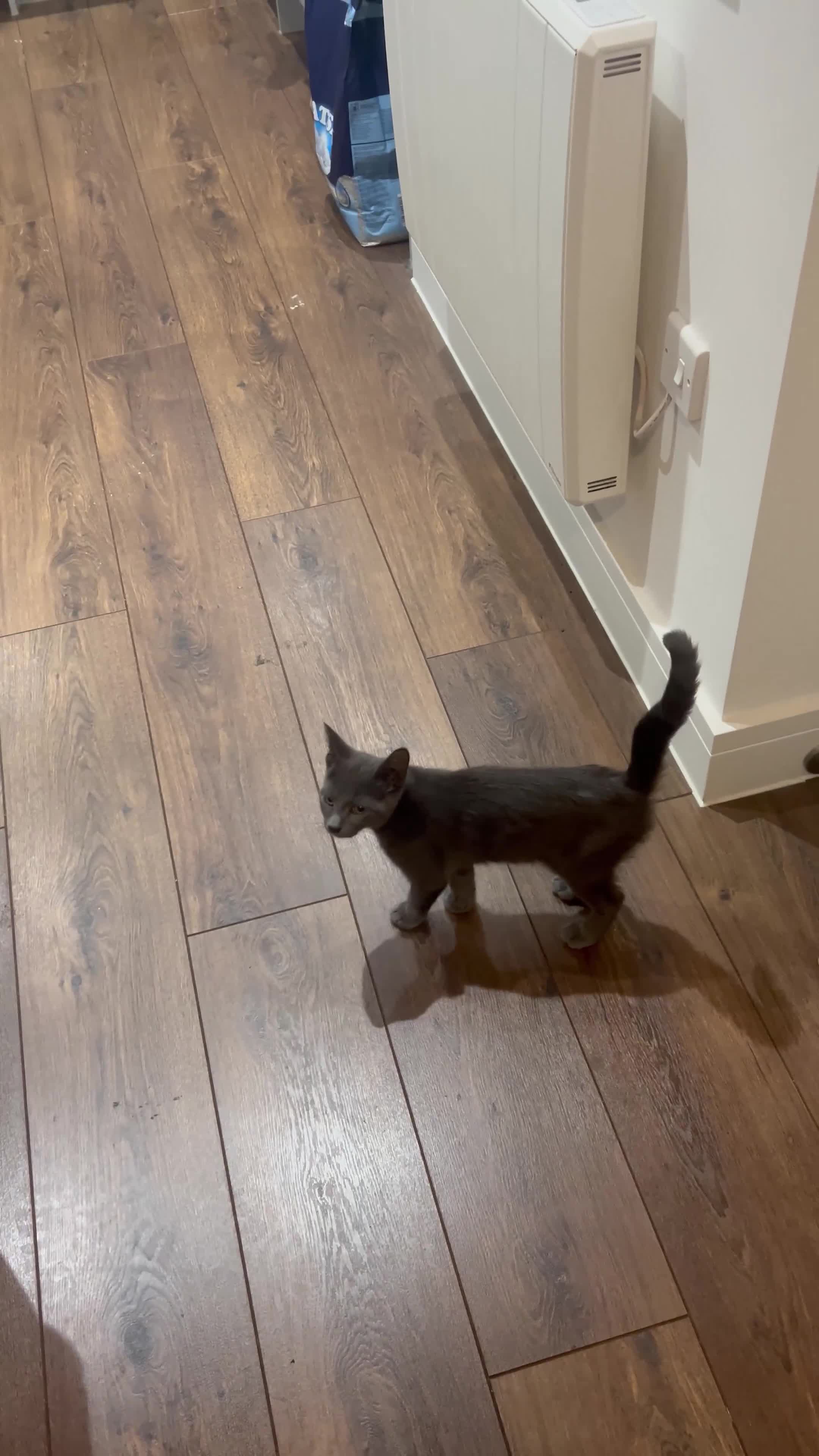 Russian Blue cats for sale: Blue Russian  - Video 3