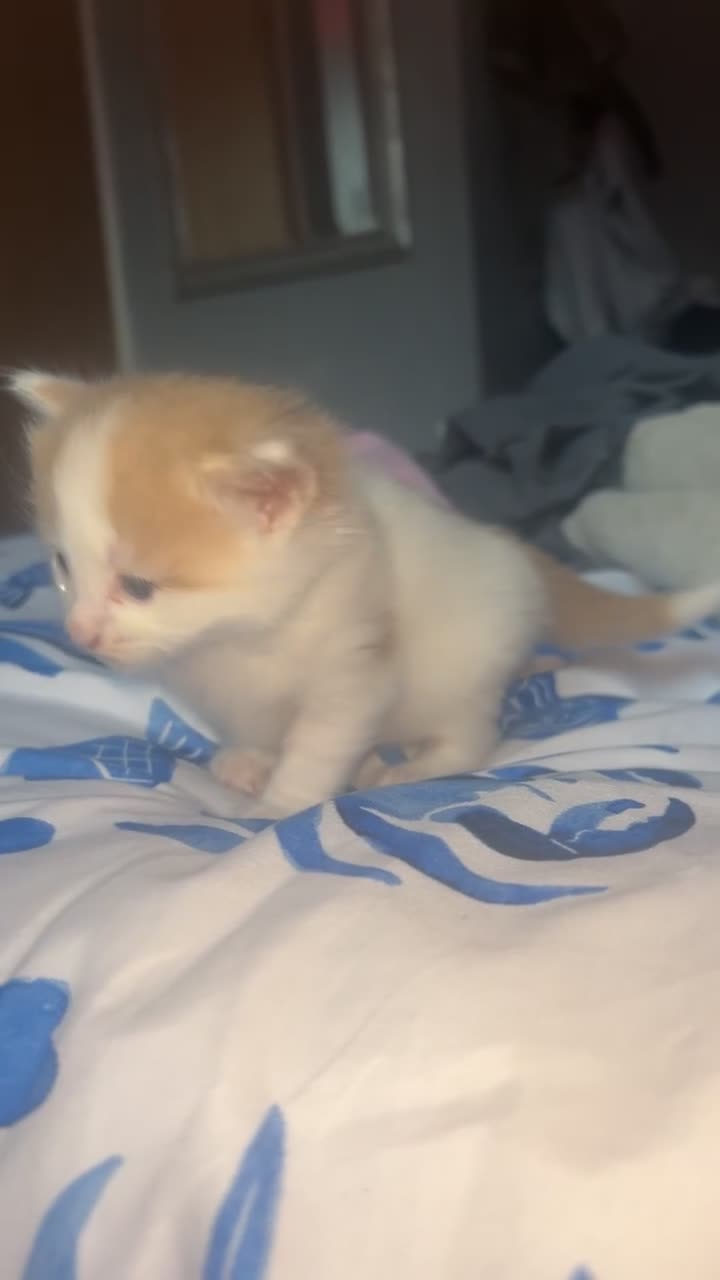 Mixed Breed cats for sale: Kittens  - Video 1