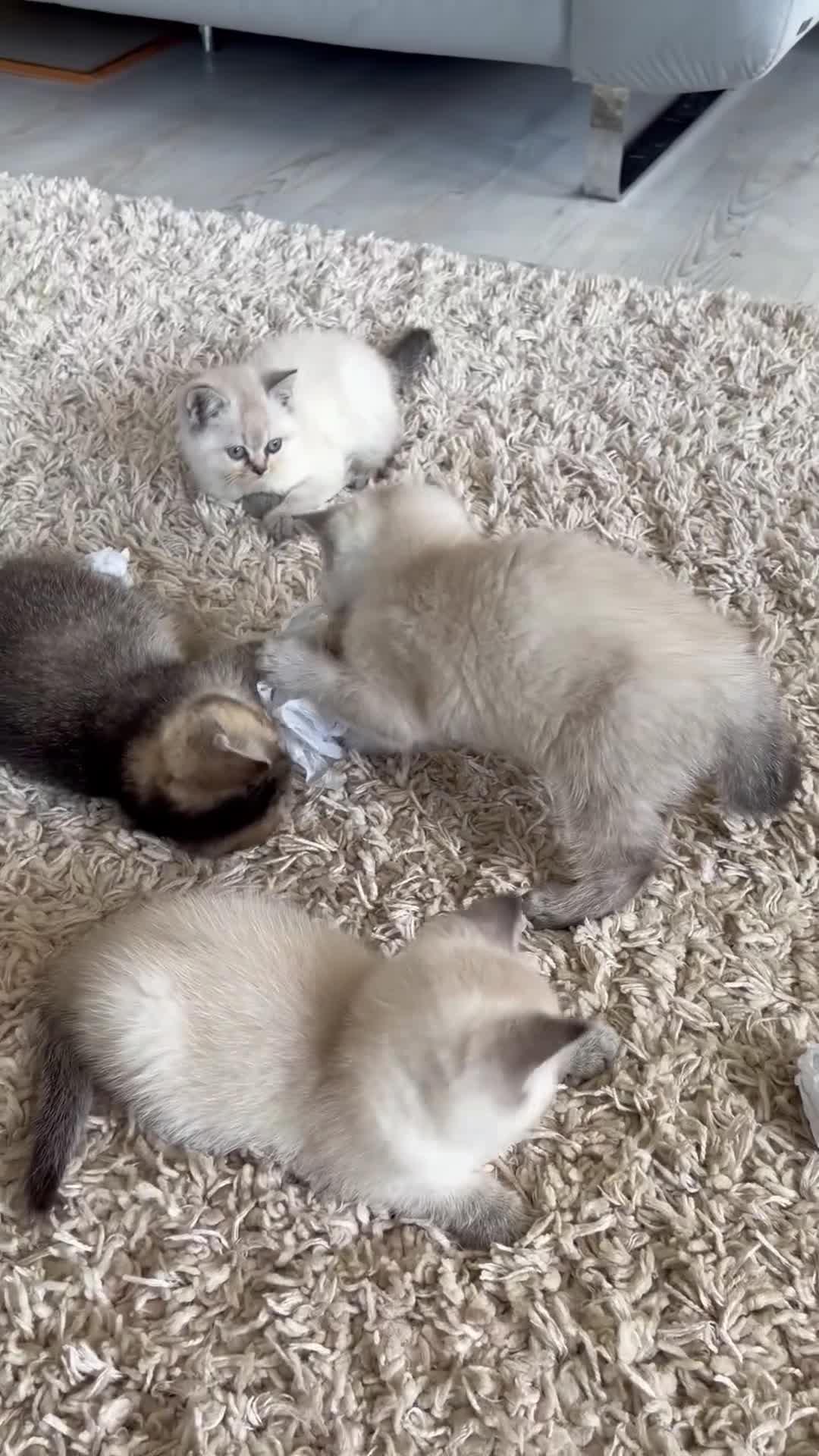 British Shorthair cats for sale: 🥇lilac colour point, GCCF BSH kittens ready now - Video 1