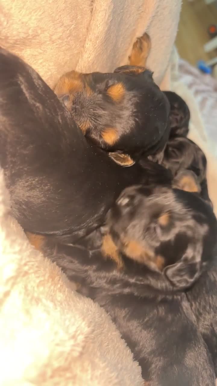 Mixed Breed dogs for sale: Gorgeous Puppies for sale - Video 1
