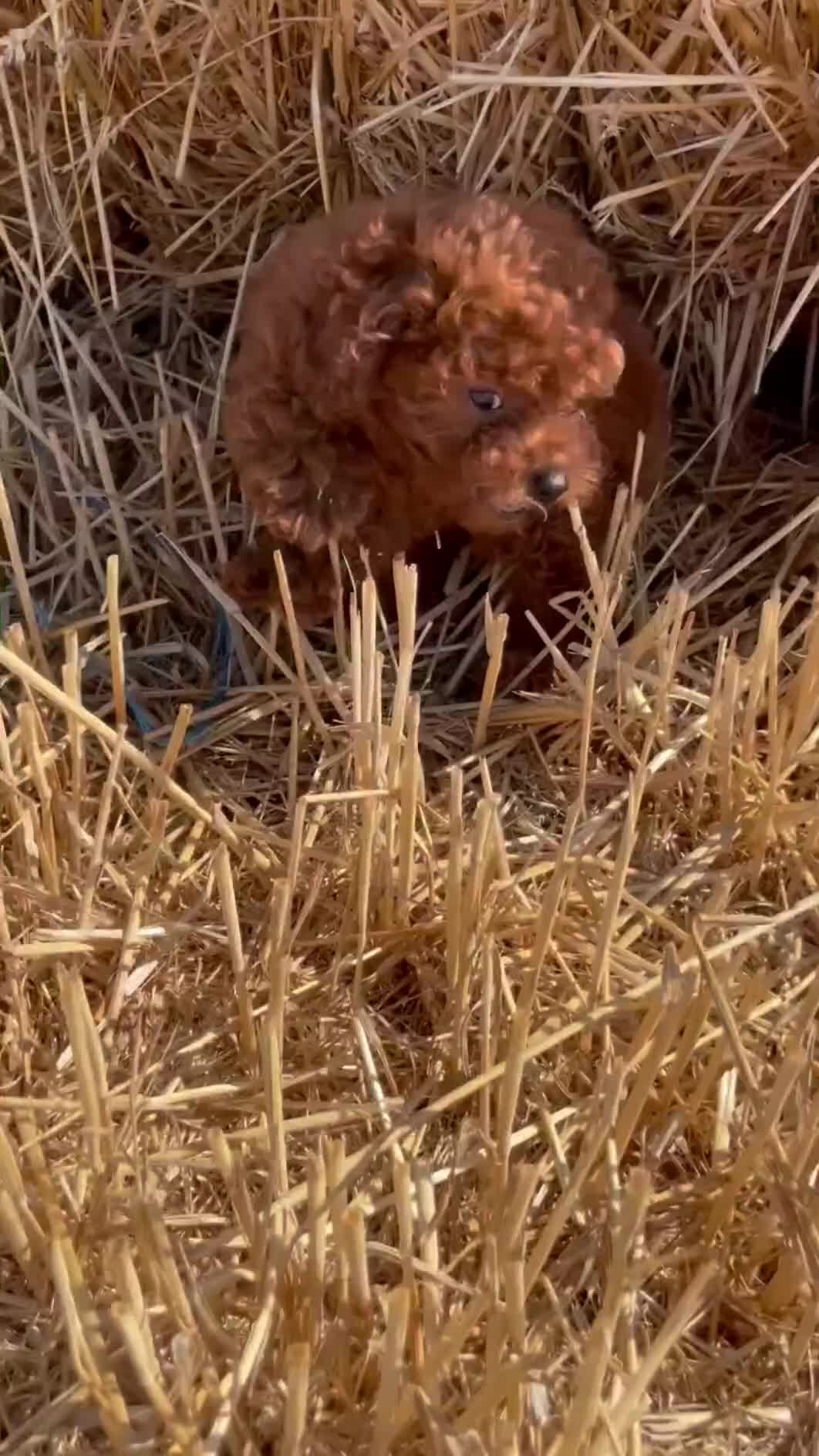 Toy Poodle dogs for sale: Toy Poodle Puppies–Asian Lines–Tiny Size - Video 1