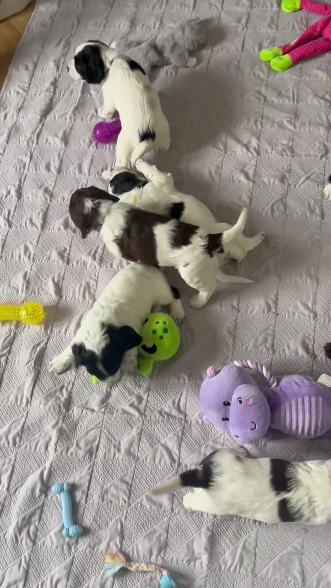 Sprocker dogs for sale: Sprocker puppies. Ready to leave 10th October.  - Video 2