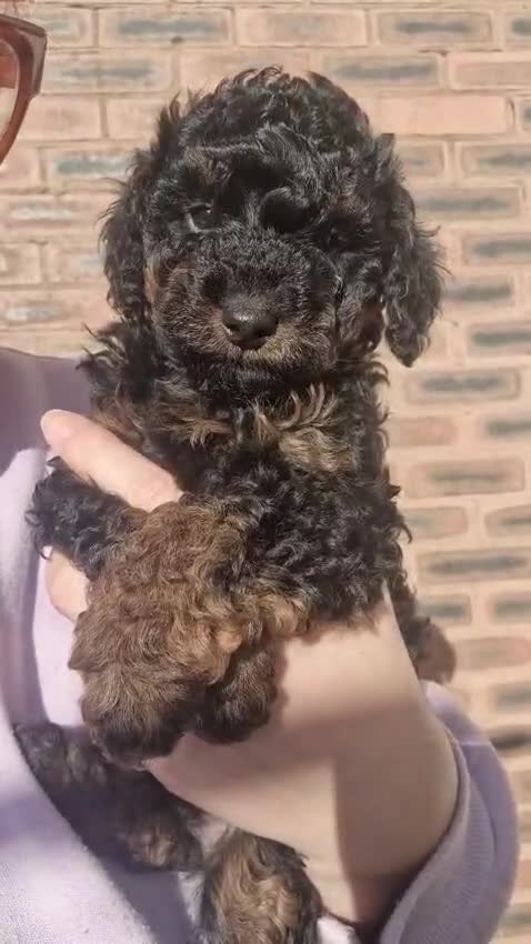 Poochon dogs for sale: F1b Toy Poochon pups - Video 2