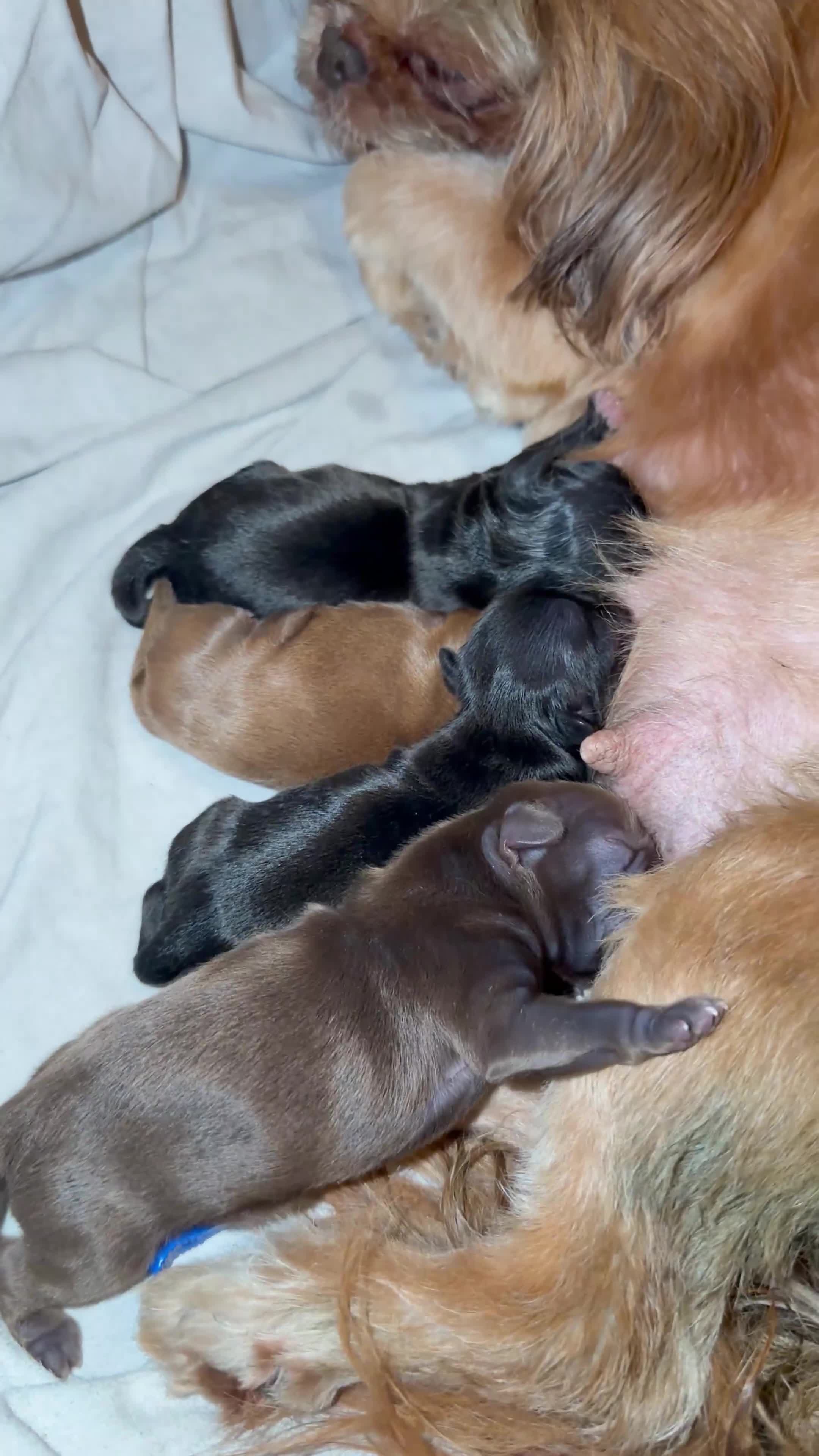 Shih Tzu dogs for sale: 4 Beautiful Shih Tzu Puppies - Video 1