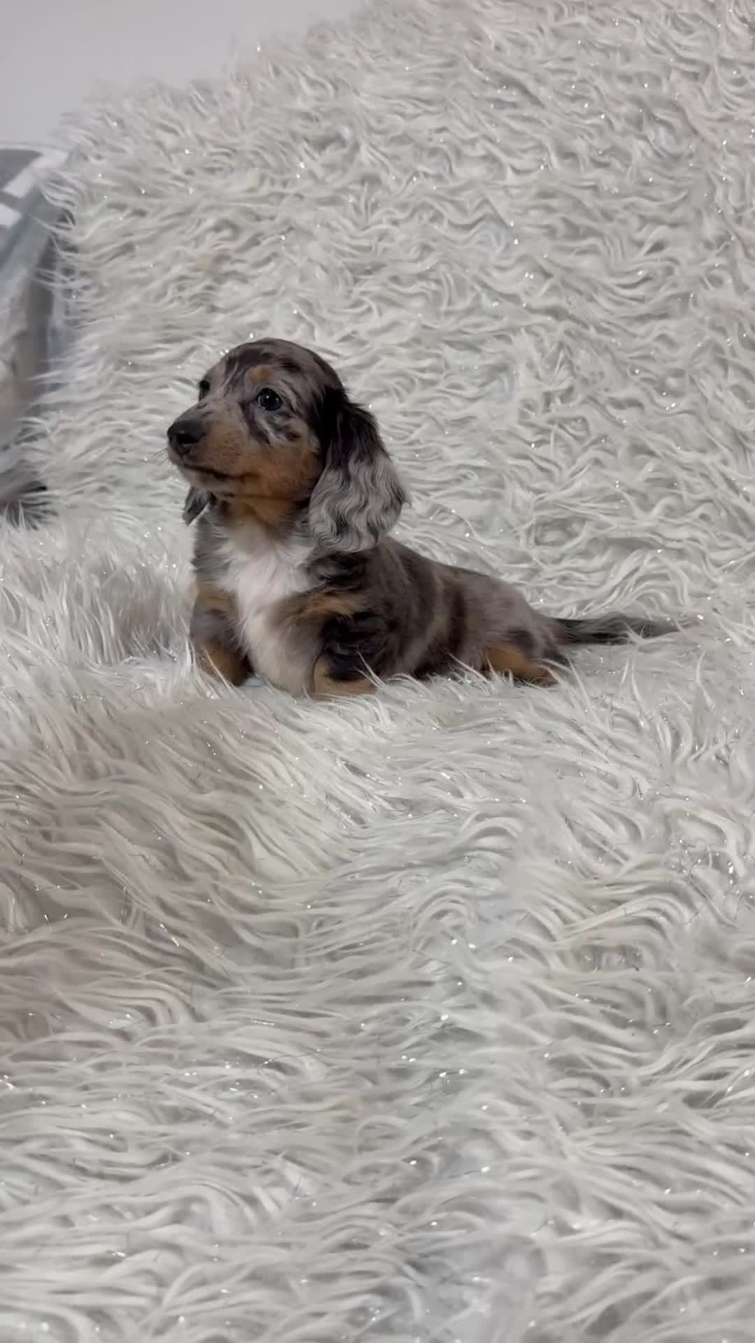 Miniature Dachshund dogs for sale: Miniature Daschund 🤏🏽 💖pink💖 - Video 1