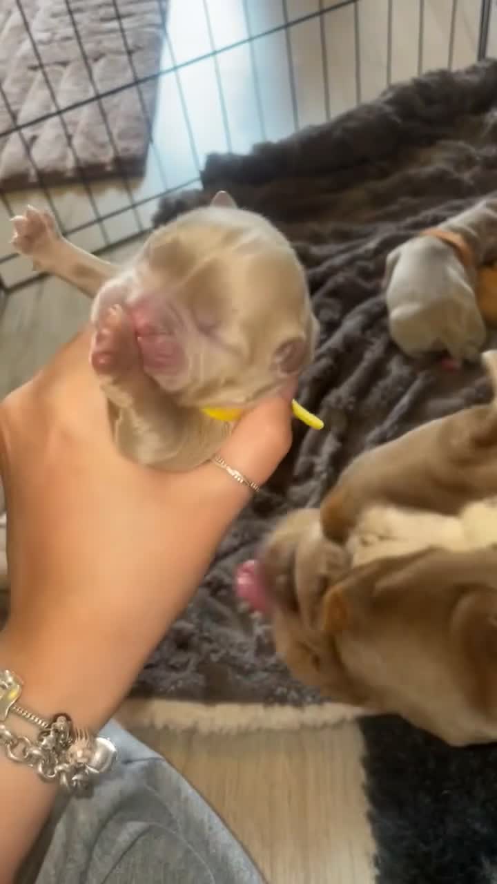 Old Tyme Bulldog dogs for sale: Old tyme bulldog puppies in Tipton - Video 3