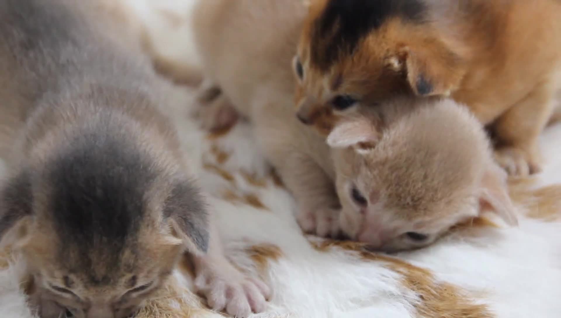 Abyssinian cats for sale: Stunning Abyssinian Kittens – TICA Registered 🐾 - Video 1