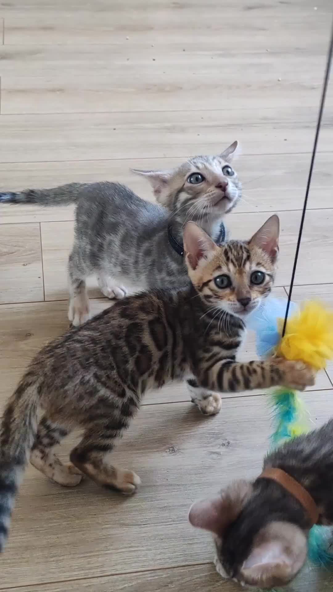 Bengal cats for sale: Bengal kittens  - Video 1