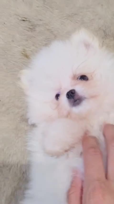 Pomeranian dogs for sale: Pomeranians of the original breed  - Video 1