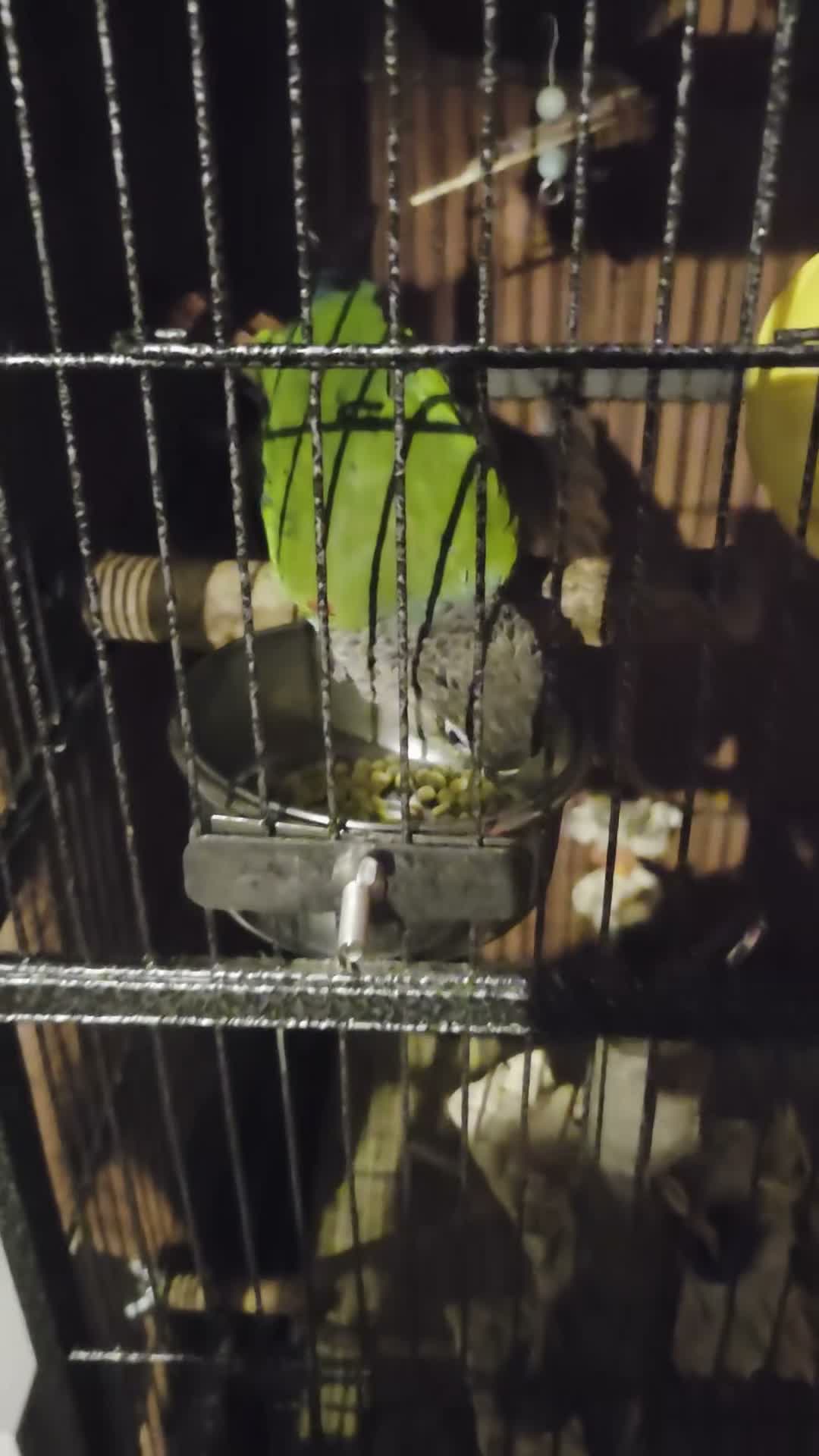 Conures birds for sale: Conure  in Leicester - Video 3