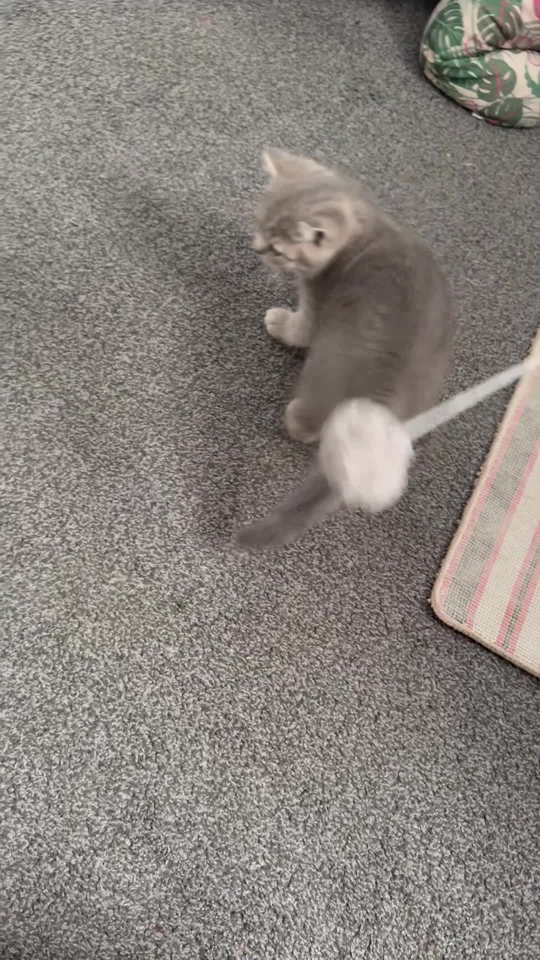 Scottish Fold cats for sale: 5 Kittens Scottish Fold - Video 3