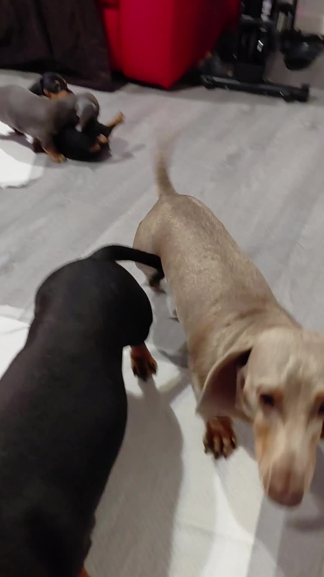 Miniature Dachshund dogs for sale: Miniature Dashund puppies  - Video 1