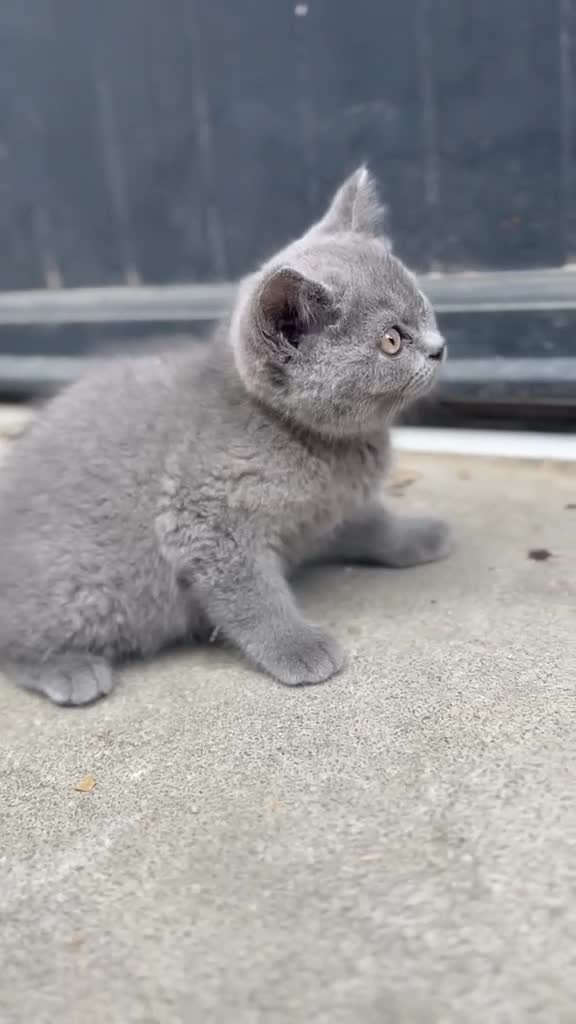 British Shorthair cats for sale: Beautiful British Shorthair Kittens in Bradford - Video 1