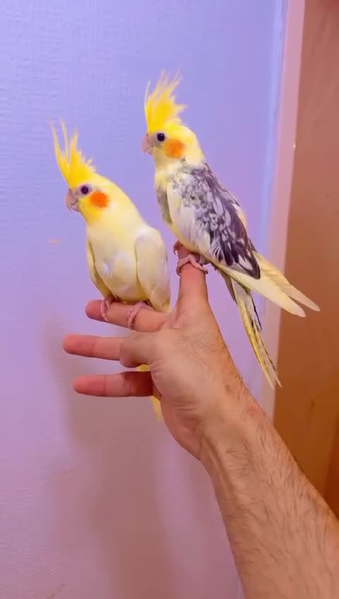 Cockatiels birds for sale: Cockateils - Video 1