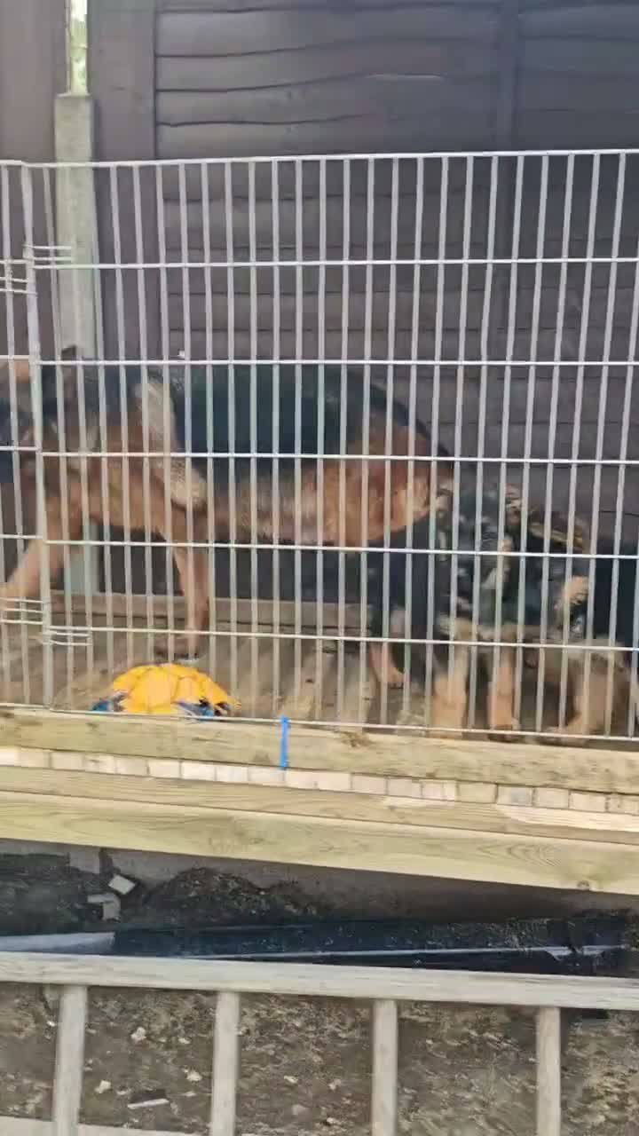 German Shepherd dogs for sale: German Shepherd Puppies - Video 3
