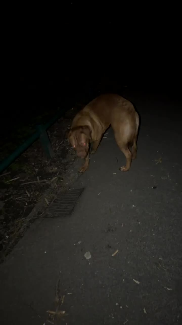 Dogue De Bordeaux dogs for sale: 1 Year Old KC Registered Dogue De Bordeux For Sale - Video 1