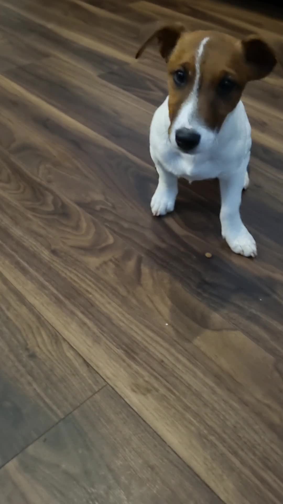 Jack Russell dogs for sale: Two 5 month jack russells for sale  - Video 2