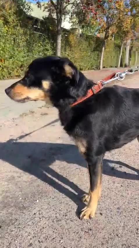 German Shepherd dogs for adoption: Gatto  in West Malling - Video 4